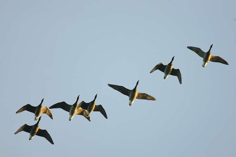 Sepelhanhi Brent Goose (Branta bernicla)