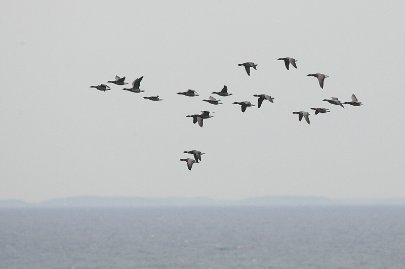 Sepelhanhi Brent Goose (Branta bernicla)