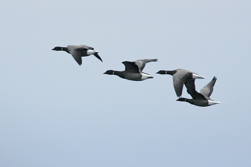 Sepelhanhi Brent Goose (Branta bernicla)