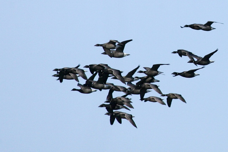 Sepelhanhi Brent Goose (Branta bernicla)