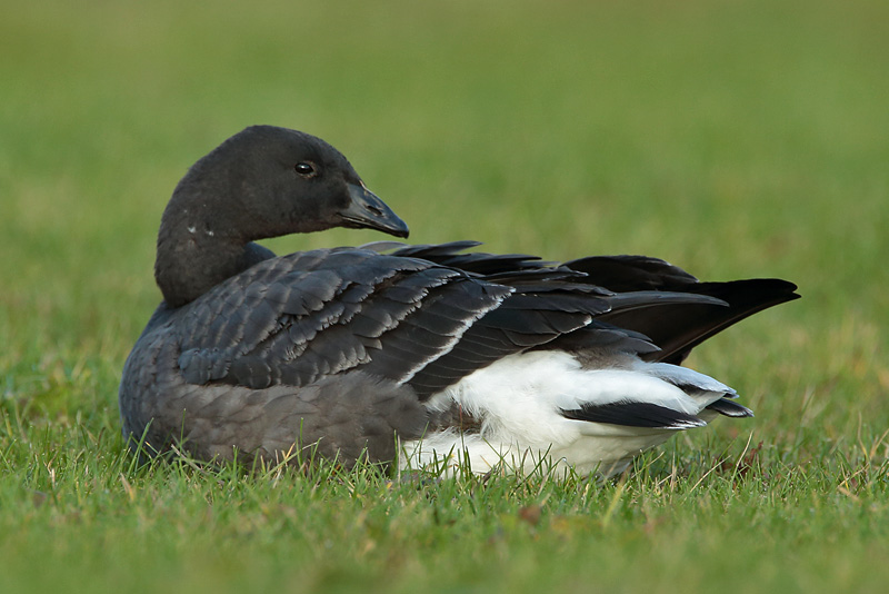 Sepelhanhi Brent Goose (Branta bernicla)