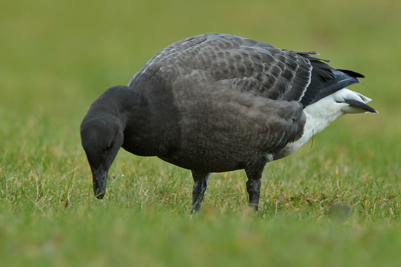 Sepelhanhi Brent Goose (Branta bernicla)