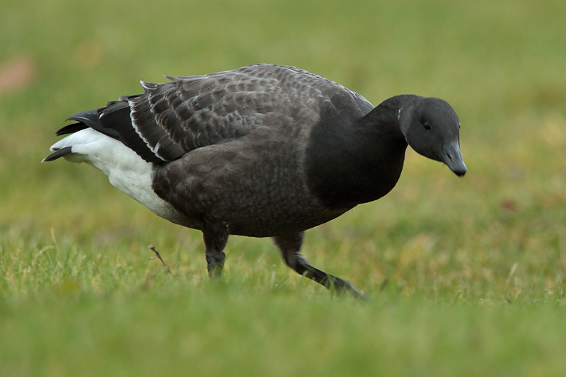 Sepelhanhi Brent Goose (Branta bernicla)