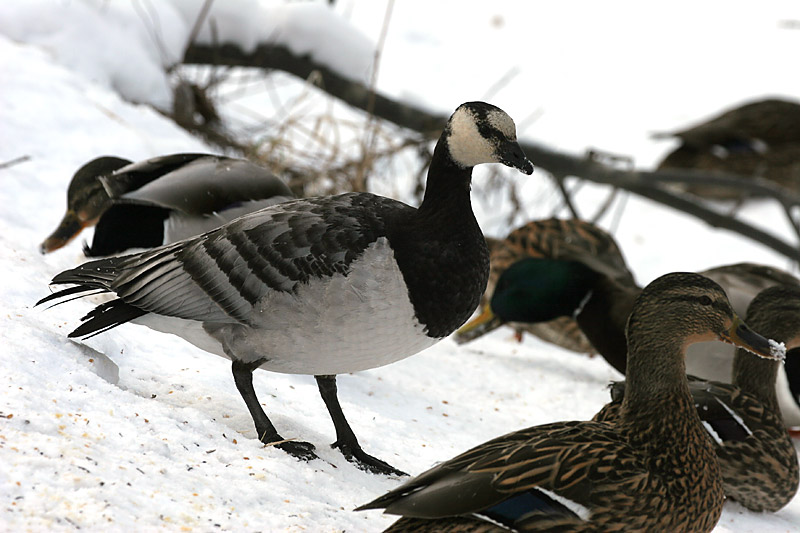 Valkoposkihanhi, Barnacle Goose (Branta leucopsis)