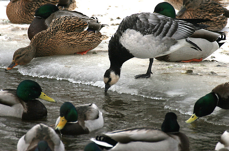 Valkoposkihanhi, Barnacle Goose (Branta leucopsis)