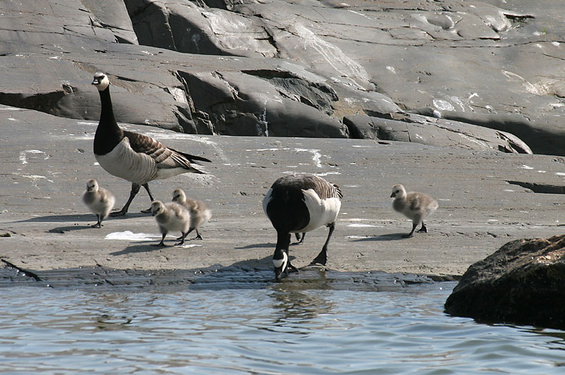 Valkoposkihanhi, Barnacle Goose (Branta leucopsis)