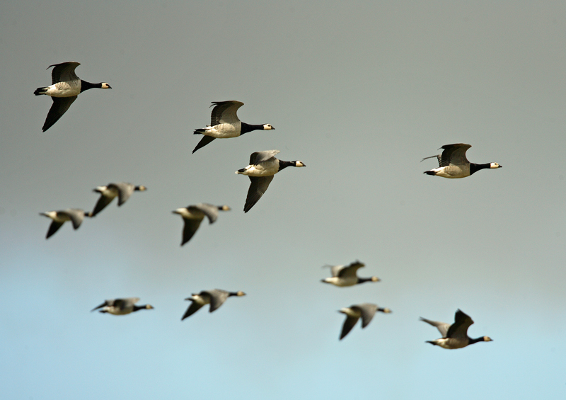 Valkoposkihanhi, Barnacle Goose (Branta leucopsis)