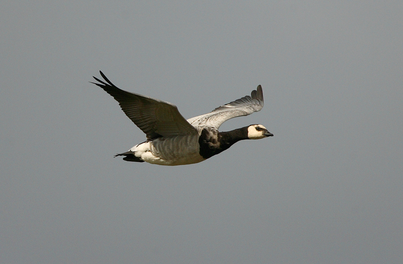 Valkoposkihanhi, Barnacle Goose (Branta leucopsis)