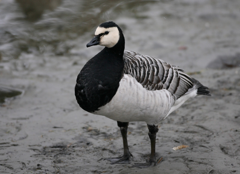 Valkoposkihanhi, Barnacle Goose (Branta leucopsis)