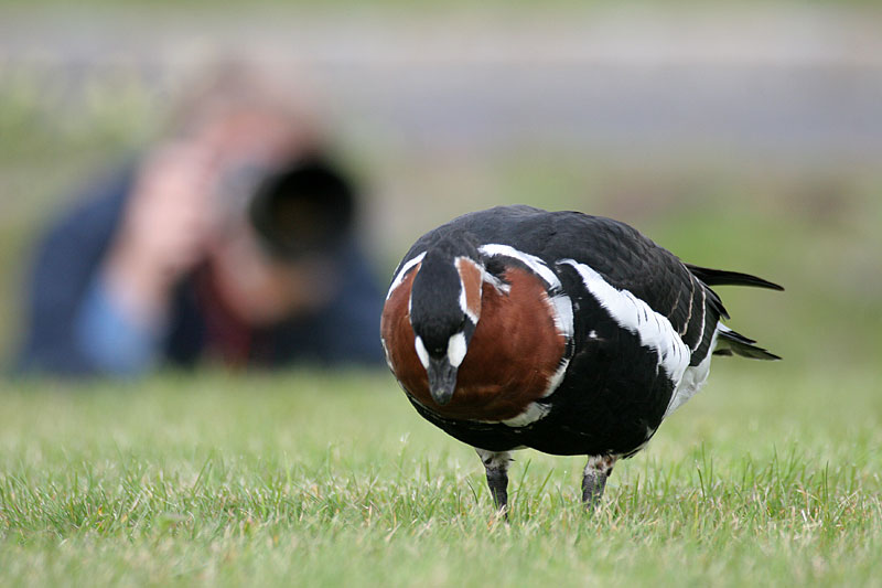 Punakaulahanhi Branta ruficollis