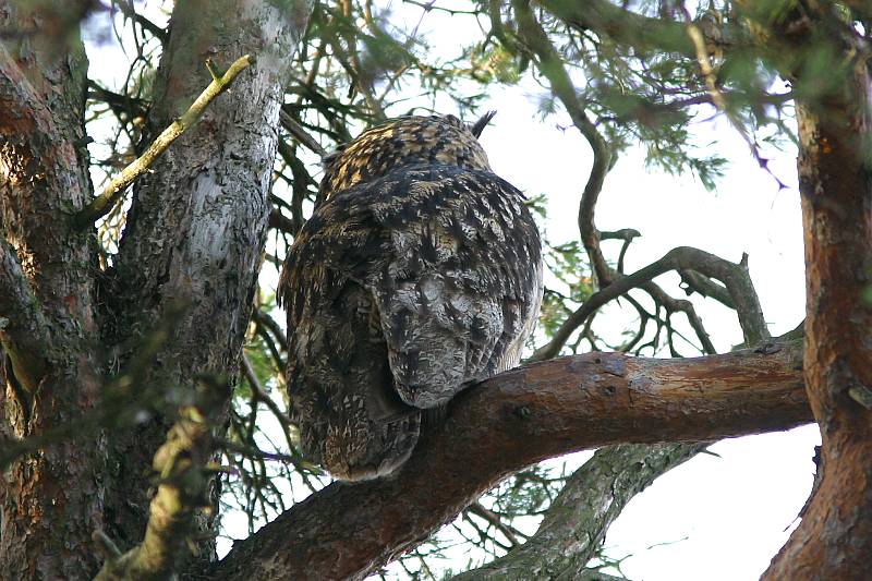 Huuhkaja, Eagle Owl (Bubo bubo)