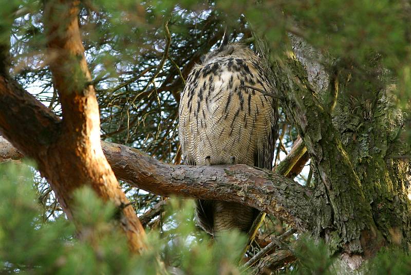 Huuhkaja, Eagle Owl (Bubo bubo)