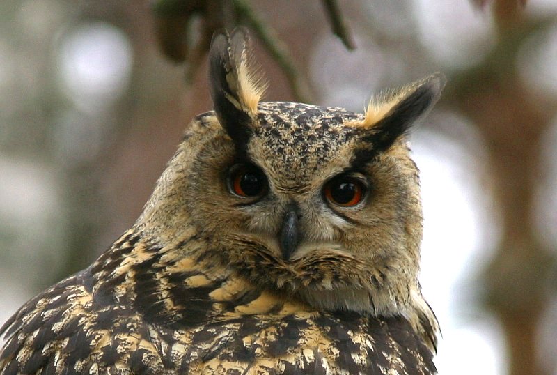 Huuhkaja, Eagle Owl (Bubo bubo)