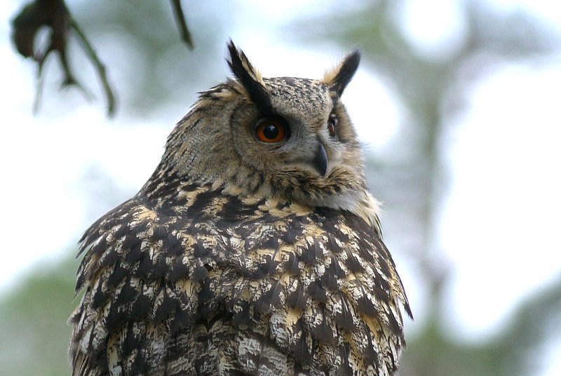 Huuhkaja, Eagle Owl (Bubo bubo)