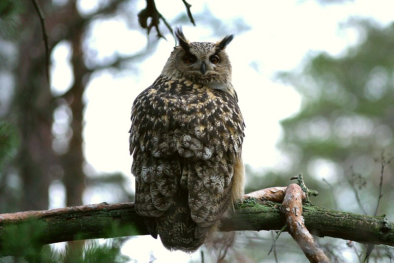 Huuhkaja, Eagle Owl (Bubo bubo)