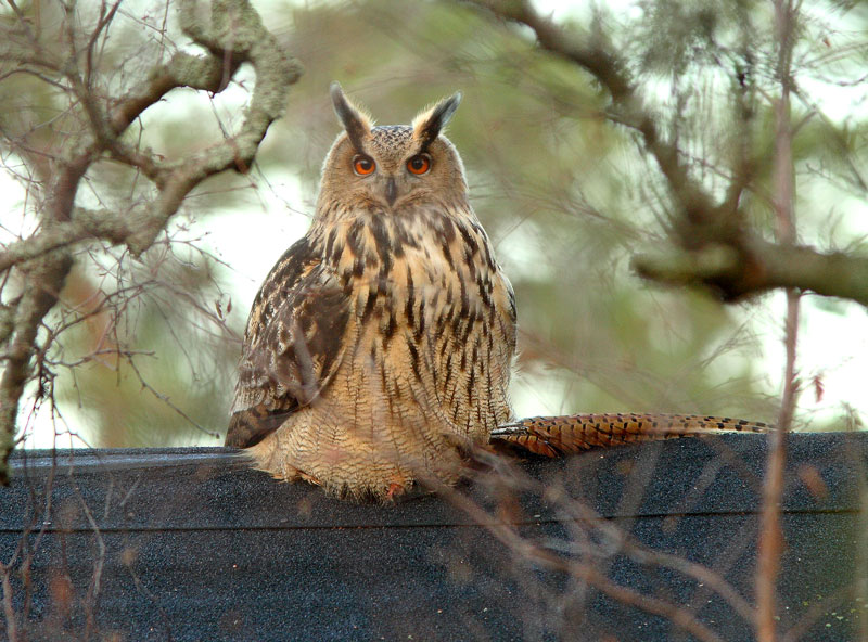 Huuhkaja, Eagle Owl (Bubo bubo)