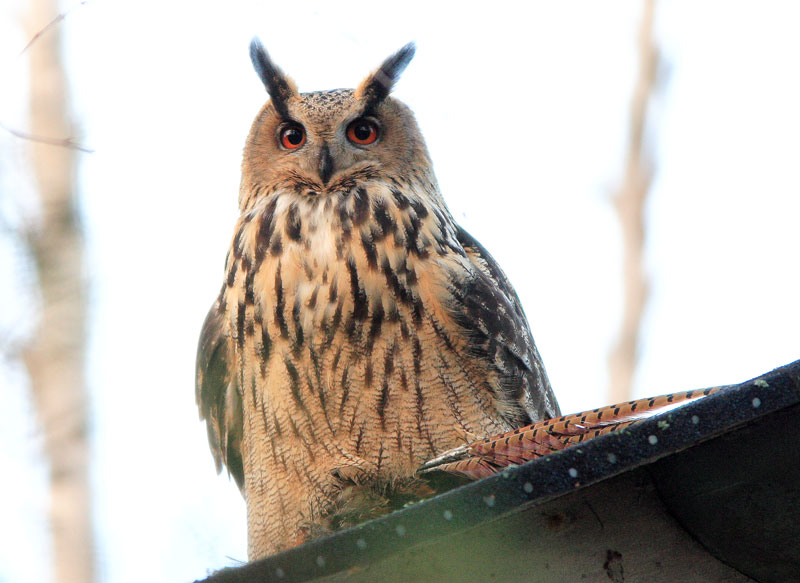 Huuhkaja, Eagle Owl (Bubo bubo)