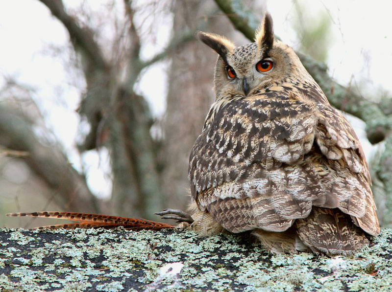 Huuhkaja, Eagle Owl (Bubo bubo)