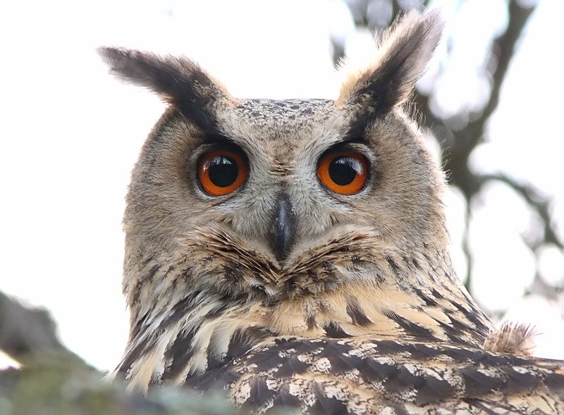 Huuhkaja, Eagle Owl (Bubo bubo)