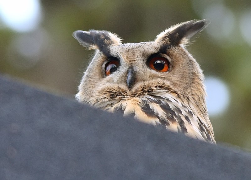 Huuhkaja, Eagle Owl (Bubo bubo)