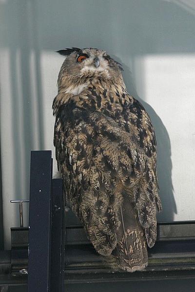 Huuhkaja, Eagle Owl (Bubo bubo)