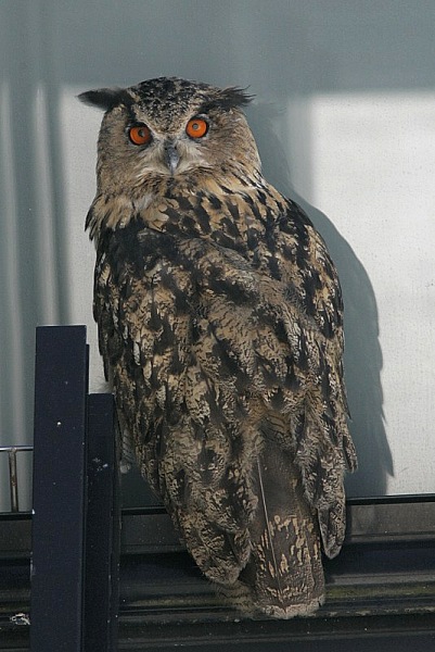Huuhkaja, Eagle Owl (Bubo bubo)
