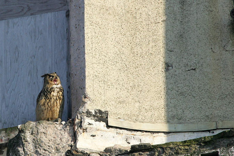 Huuhkaja, Eagle Owl (Bubo bubo)