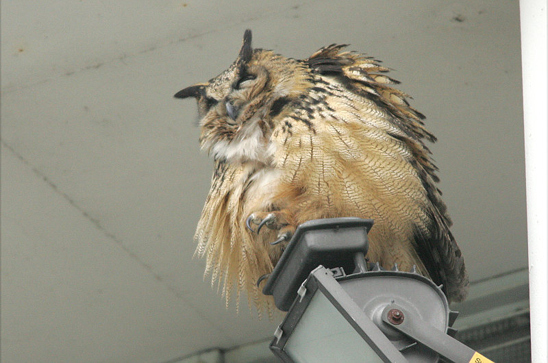 Huuhkaja, Eagle Owl (Bubo bubo)