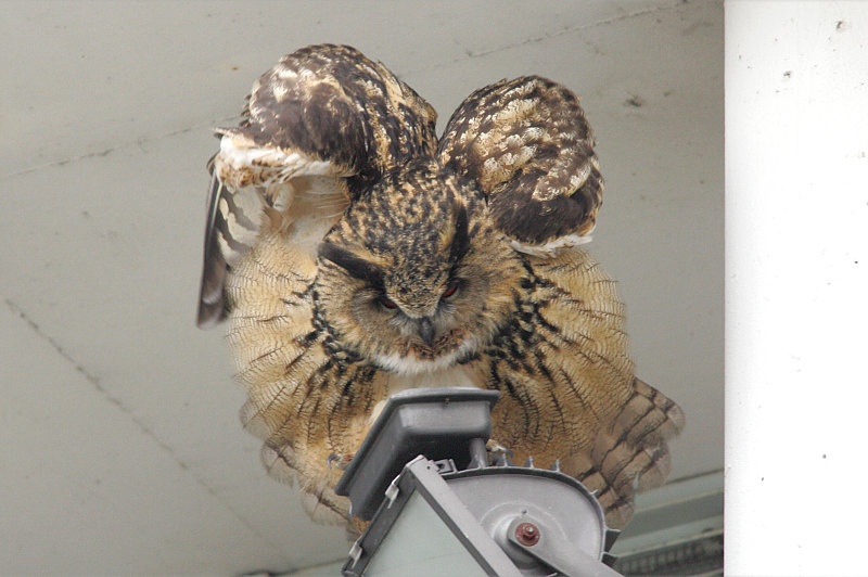 Huuhkaja, Eagle Owl (Bubo bubo)