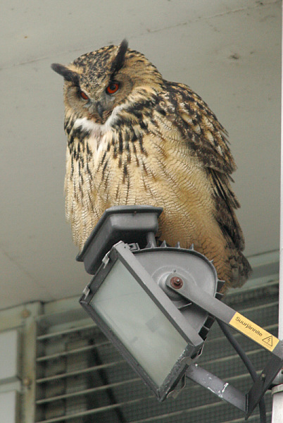 Huuhkaja, Eagle Owl (Bubo bubo)