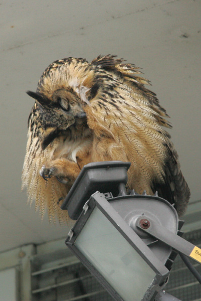 Huuhkaja, Eagle Owl (Bubo bubo)