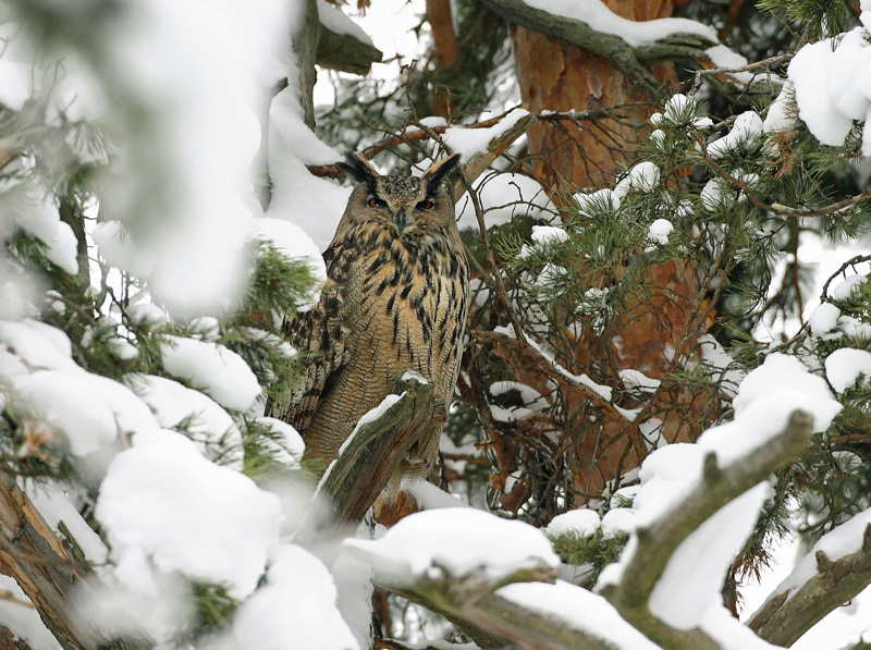 Huuhkaja, Eagle Owl (Bubo bubo)