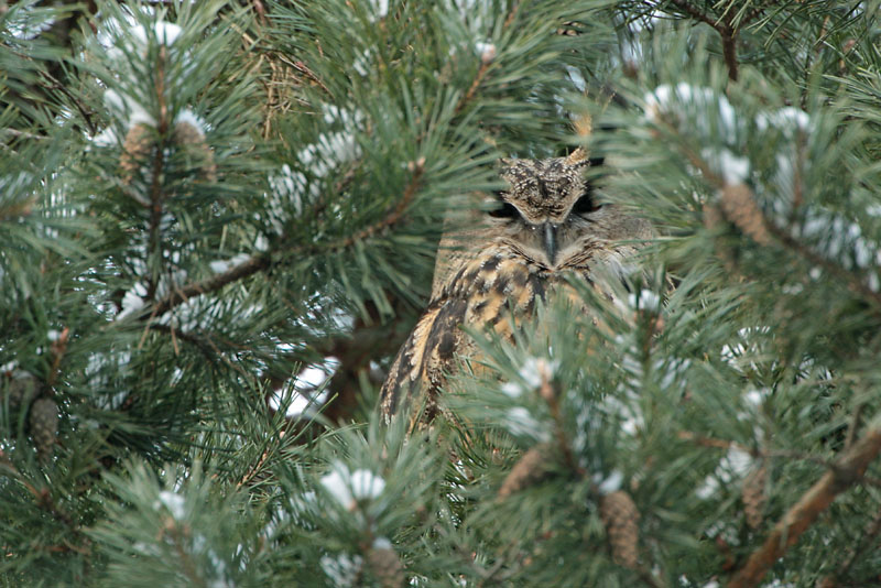 Huuhkaja, Eagle Owl (Bubo bubo)
