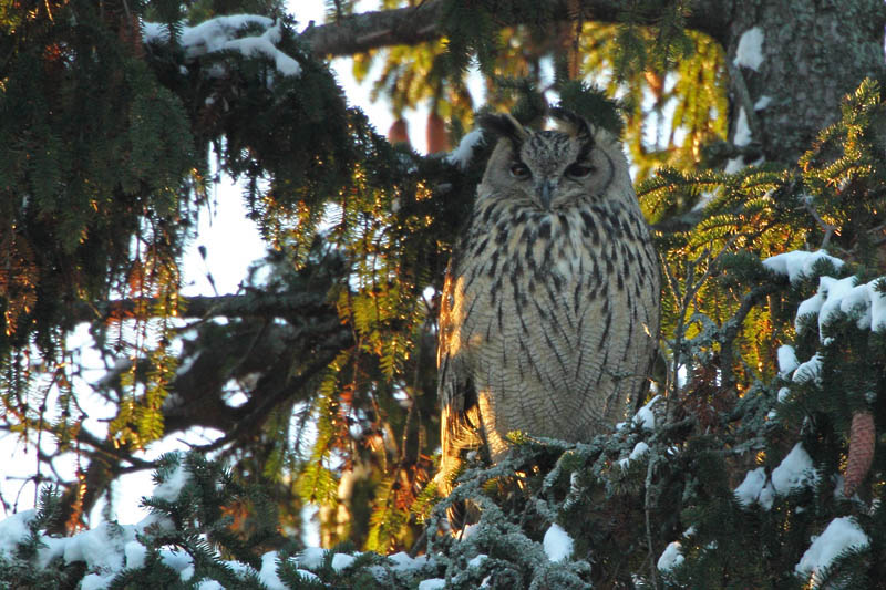 Huuhkaja, Eagle Owl (Bubo bubo)