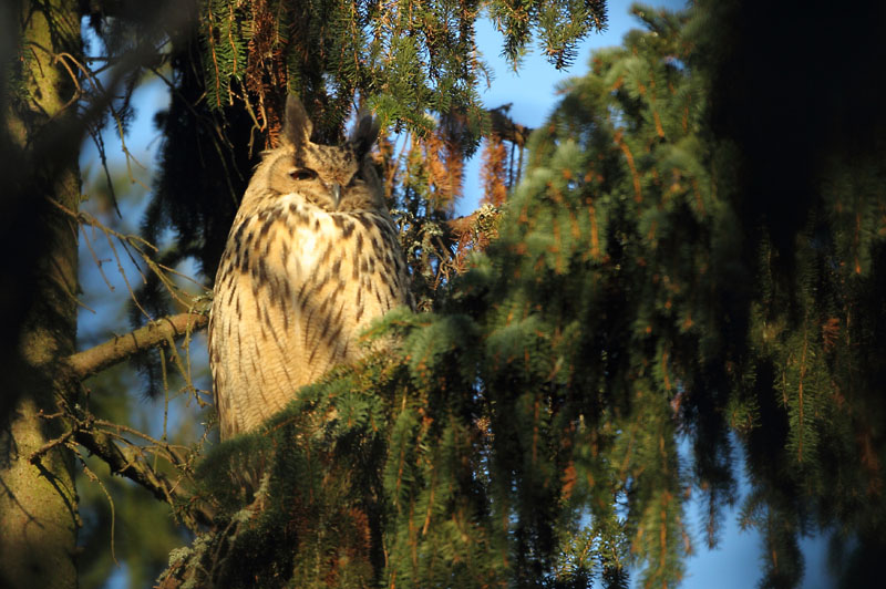 Huuhkaja, Eagle Owl (Bubo bubo)