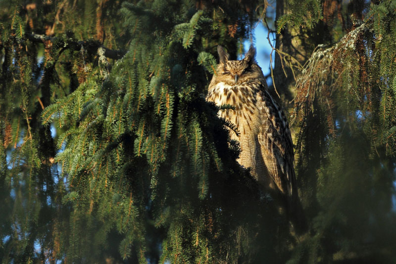 Huuhkaja, Eagle Owl (Bubo bubo)