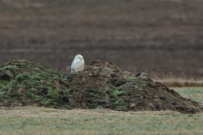 Tunturip�ll�, White Owl (Bubo scandiacus)