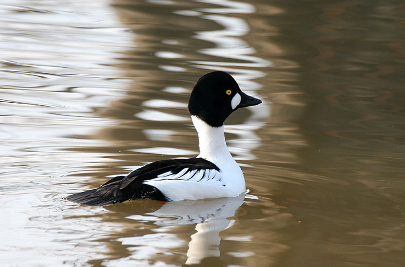 Telkk� Bucephala clangula