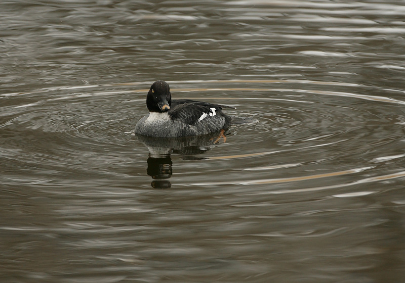 Telkk� Common Goldeneye (Bucephala clangula)