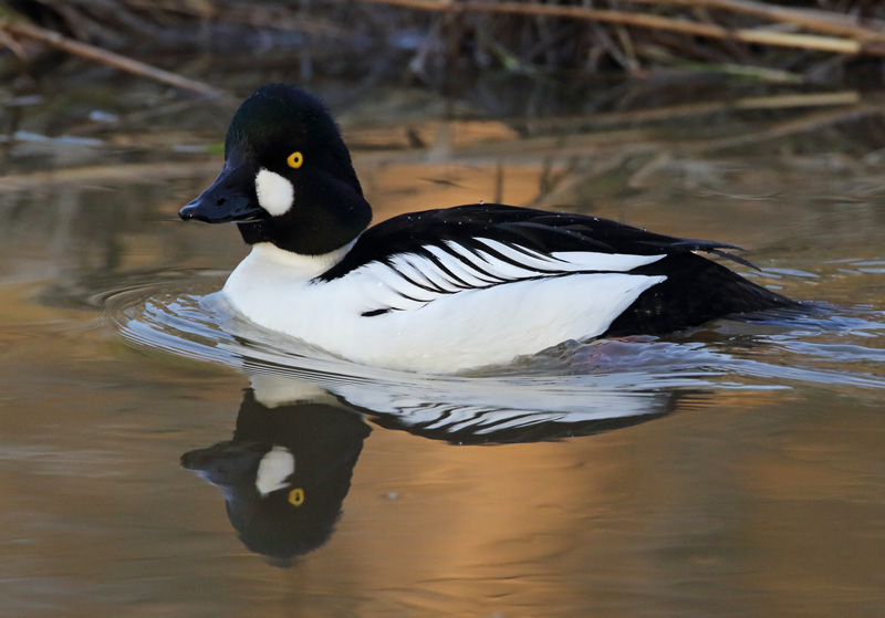 Telkk� Common Goldeneye (Bucephala clangula)