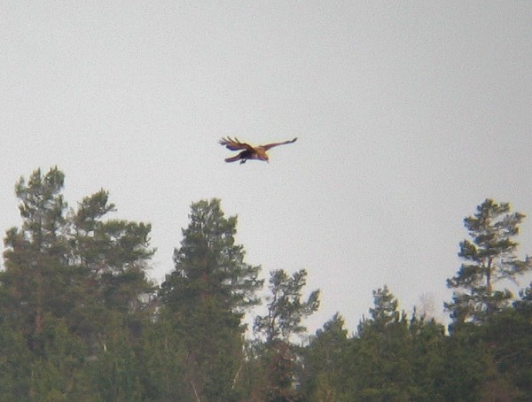 Hiirihaukka