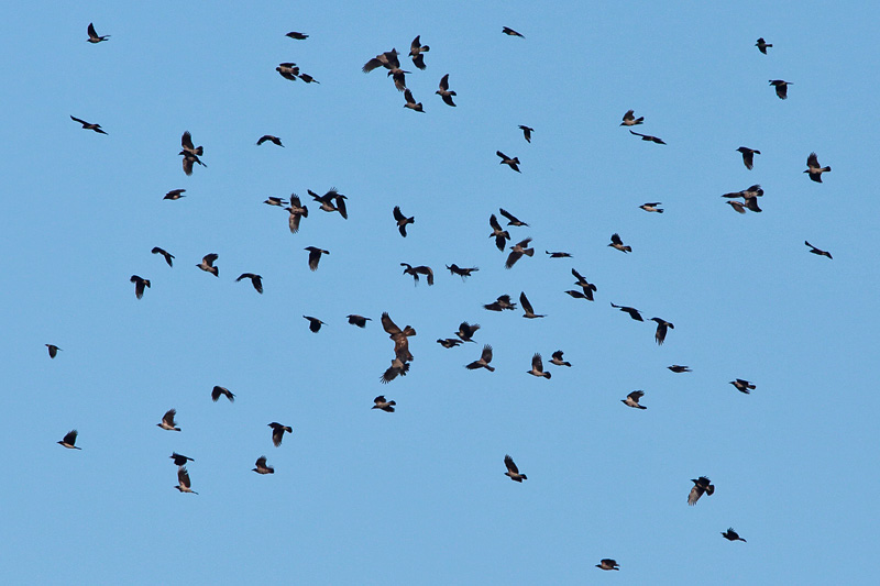 Hiirihaukka, Common Buzzard (Buteo buteo)