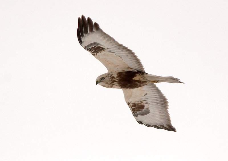 Piekana Buteo lagopus