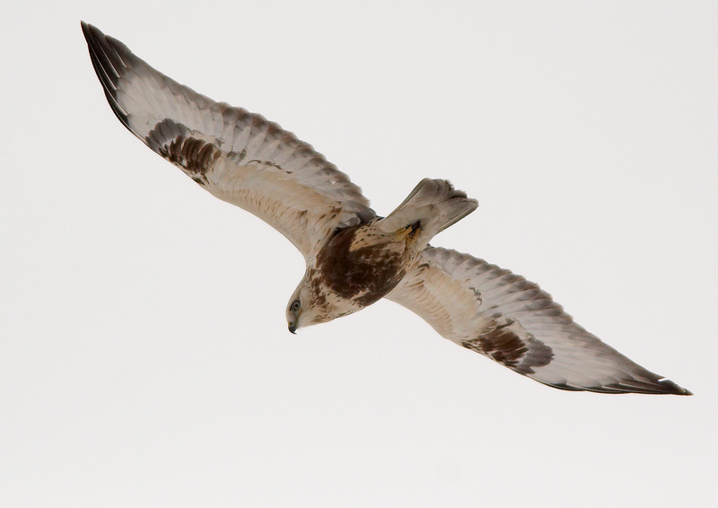 Piekana Buteo lagopus