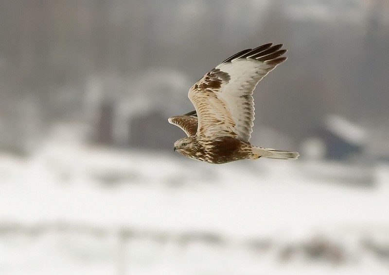 Piekana Buteo lagopus