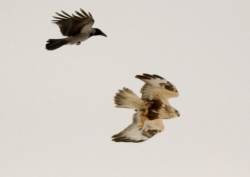 Piekana Buteo lagopus