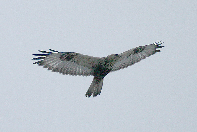 Piekana Buteo lagopus
