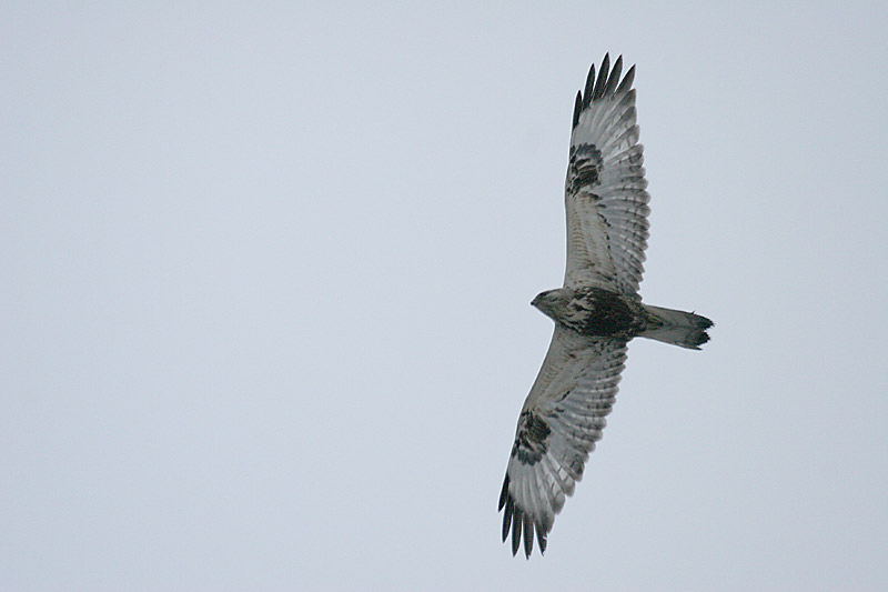Piekana Buteo lagopus