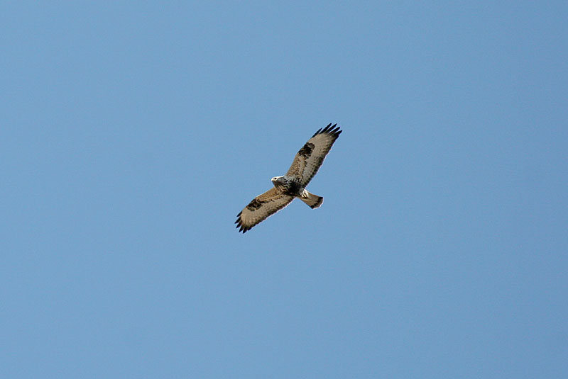 Piekana Buteo lagopus