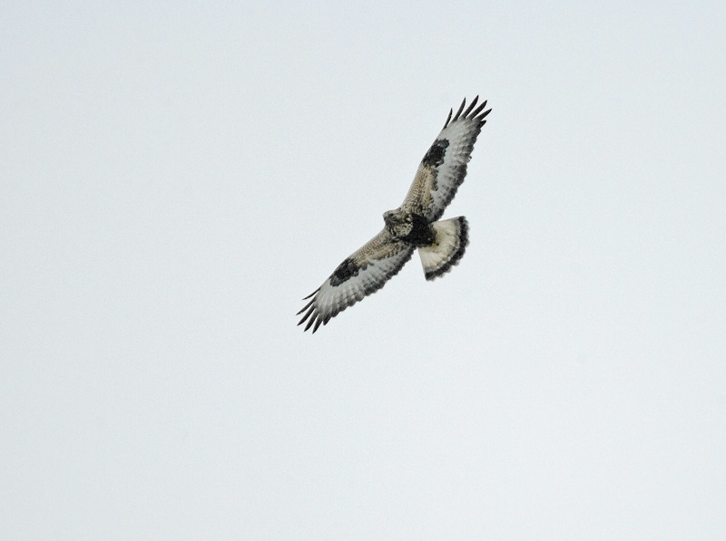 Piekana Rough-legged Buzzard (Buteo lagopus)
